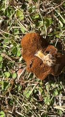 Chalciporus piperatus