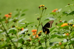 Battus polydamas polydamas