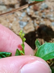 Microtea debilis