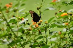 Battus polydamas polydamas