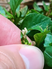 Microtea debilis