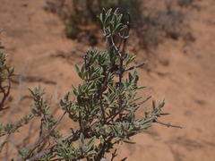 Ocimum burchellianum