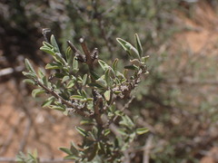 Ocimum burchellianum
