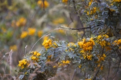 Sophora chrysophylla