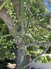 Phoradendron leucarpum