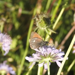 Coenonympha glycerion
