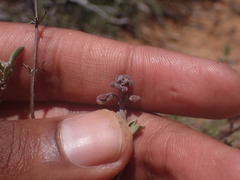 Ocimum burchellianum