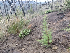 Cupressus abramsiana