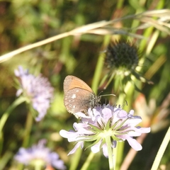 Coenonympha glycerion