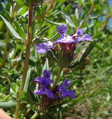 Dracocephalum integrifolium