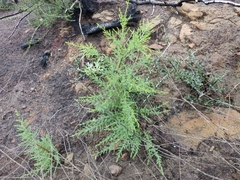Cupressus abramsiana