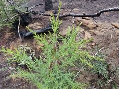 Cupressus abramsiana