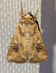 Mythimna languida