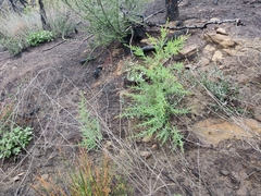 Cupressus abramsiana