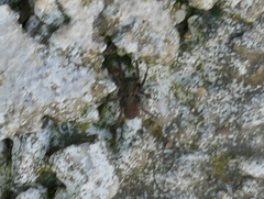 Alopecosa albofasciata