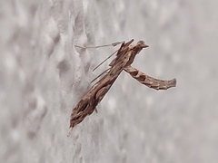 Lineodes