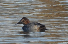 Aythya ferina