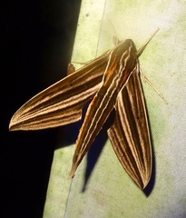 Xylophanes titana