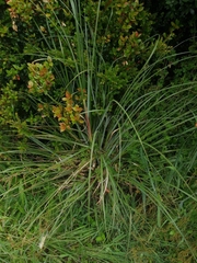 Libertia chilensis