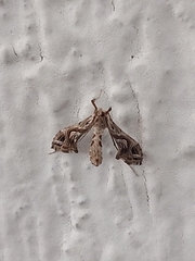 Lineodes