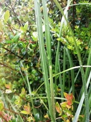 Libertia chilensis
