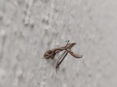 Lineodes