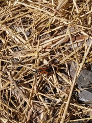 Lygaeus reclivatus