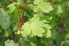 Acer glabrum glabrum