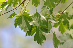 Acer glabrum glabrum