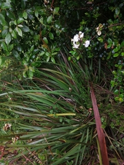 Libertia chilensis