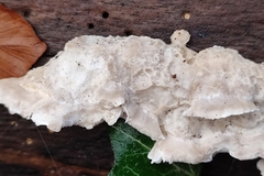 Oligoporus