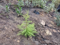Cupressus abramsiana