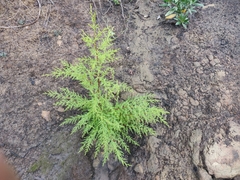 Cupressus abramsiana