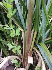 Libertia chilensis