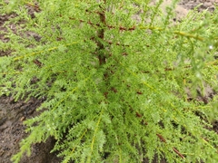 Cupressus abramsiana