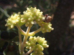 Crassula mollis