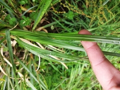 Libertia chilensis