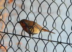 Erithacus rubecula