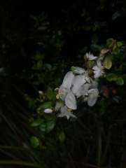 Libertia chilensis