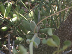 Crassula mollis