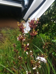 Libertia chilensis