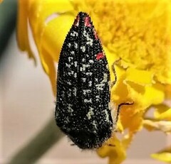 Acmaeodera mudgei