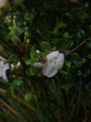 Libertia chilensis