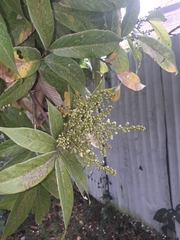 Sapindus laurifolius