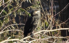 Phalacrocorax carbo