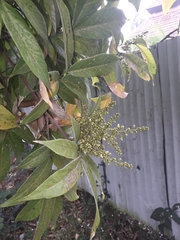 Sapindus laurifolius