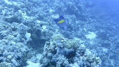 Pomacanthus maculosus