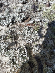 Cladonia prostrata