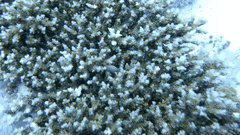 Dascyllus marginatus