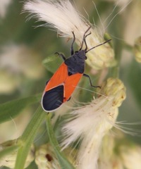 Melanopleurus belfragei